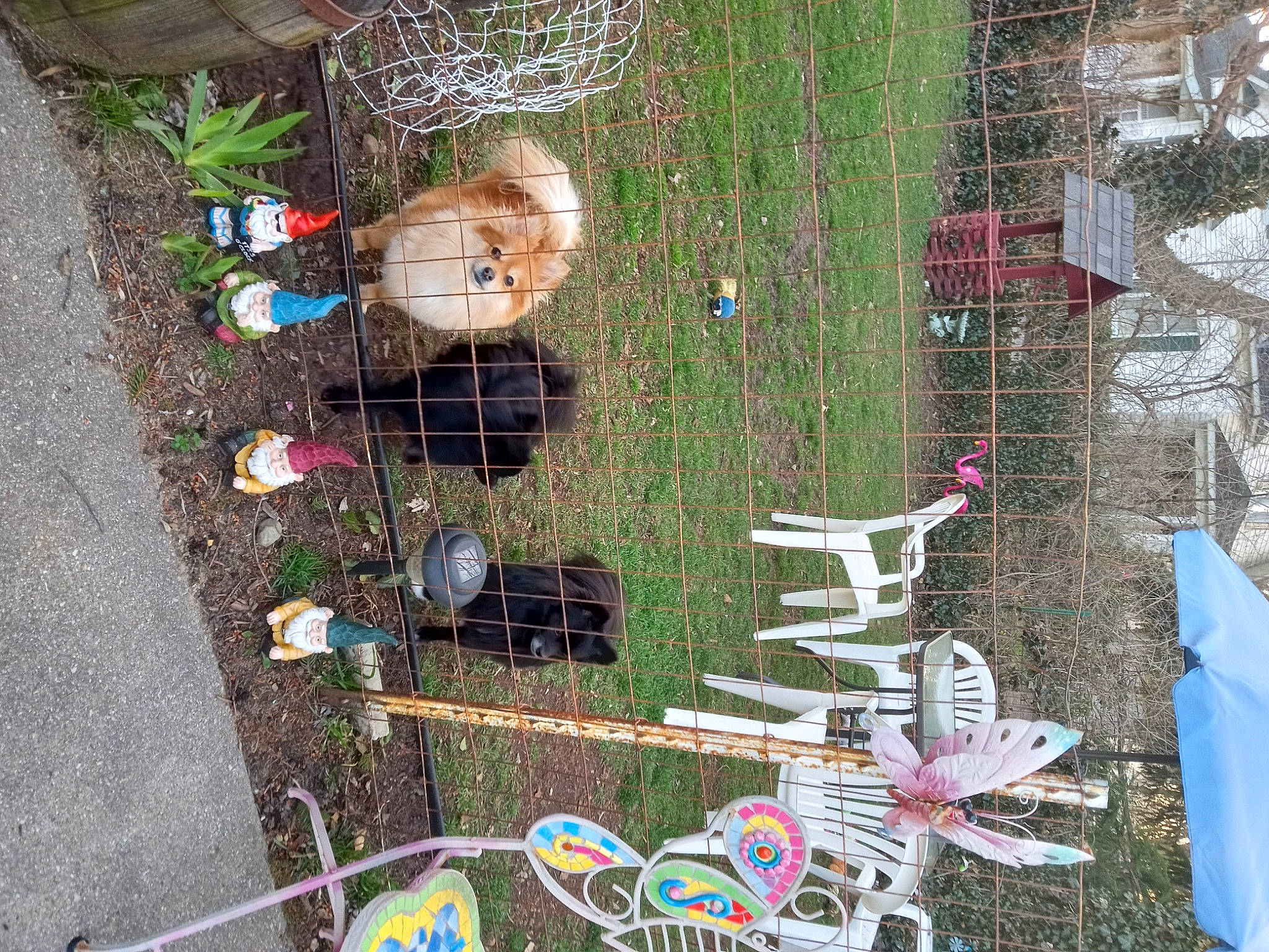 Lottie is registered to the contest to win money with this photo: art, baby_toys, bird_supply, cage, garden, grass, green, house, lawn_ornament, leisure, organism, plastic, soil, stuffed_toy, toy, urban_design, visual_arts, wood, world, yard