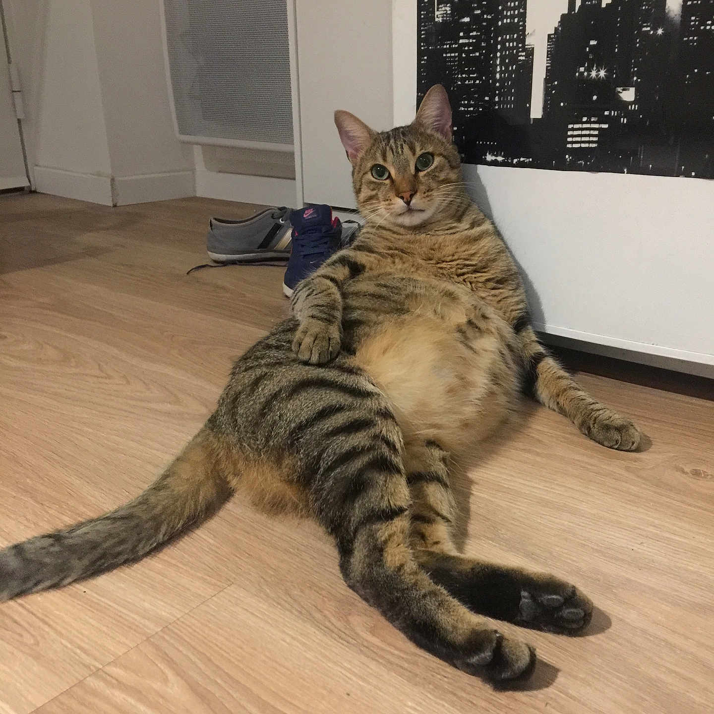 Piyou a rejoint le concours — aidez-le/la à gagner de superbes lots ! abyssinian, animal, architecture, building, cat, clothing, device, footwear, furniture, hardwood, indoors, interiordesign, kitten, livingroom, manx, pet, plywood, room, shoe, wood