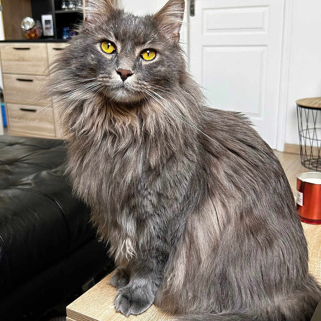 Lucky participe au concours pour gagner de l'argent avec cette photo : black_couch, carpet, cat, close_up, decor, door, feline, fluffy, gray, home, indoor, living_room, pet, portrait, sitting, table, tail, whiskers, wooden_furniture, yellow_eyes