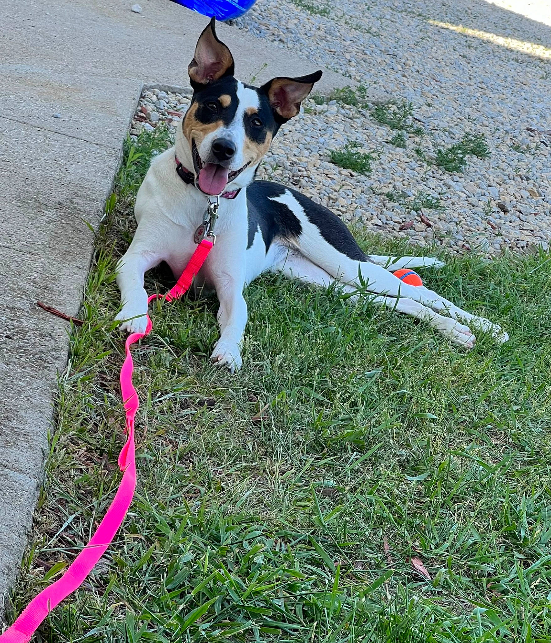 Rose joined the competition — help win amazing prizes! carmine, carnivore, collar, companion_dog, dog, dog_breed, dog_collar, dog_supply, eyewear, fashion_accessory, fawn, grass, grassland, leash, pet_supply, plant, snout, sporting_group, tail, walking