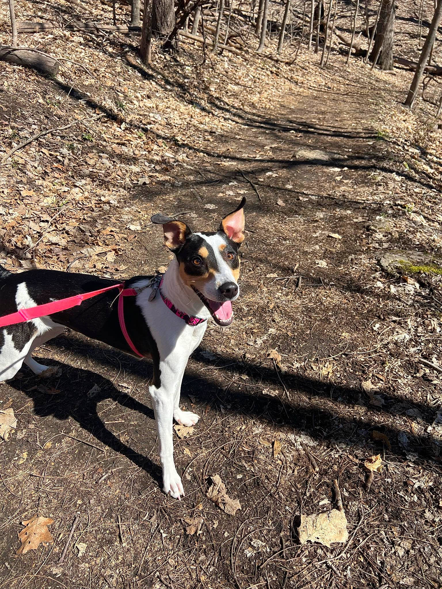 Rose joined the competition — help win amazing prizes! canidae, carnivore, collar, companion_dog, dog, dog_breed, dog_collar, fawn, grass, plant, recreation, shadow, snout, soil, sporting_group, tints_and_shades, tree, trunk, wood, working_animal