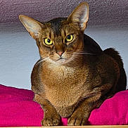 Titus participe au concours pour gagner de l'argent avec cette photo : abyssinian, alert, animal, background, cat, close_up, cushion, domestic_animal, ears, feline, focused, fur, indoor, pet, pink, portrait, resting, sitting, whiskers, yellow_eyes