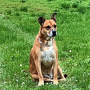 Jean Hassan participe au concours pour gagner de l'argent avec cette photo : alert, animal, canine, collar, daytime, dog, domestic_animal, ears, field, flora, grass, grassland, greenery, mammal, nature, outdoor, pet, quiet, sitting, watchful