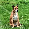 alert, animal, canine, collar, daytime, dog, domestic_animal, ears, field, flora, grass, grassland, greenery, mammal, nature, outdoor, pet, quiet, sitting, watchful