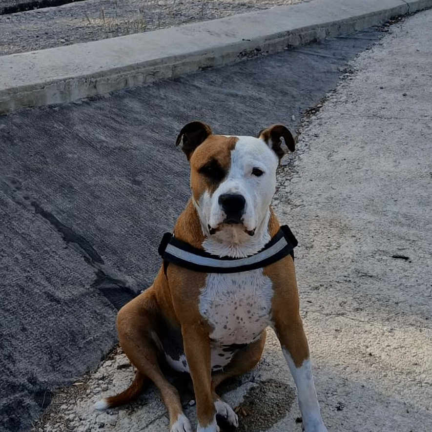 Loki a rejoint le concours — aidez-le/la à gagner de superbes lots ! alert, animal, brown_and_white, canine, collar, daytime, dog, fur, ground, leash, nature, outdoor, path, pet, portrait, road, sitting, sky, trees, waiting