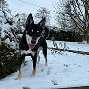 Taõ participe au concours pour gagner de l'argent avec cette photo : black_and_tan, dog, ears_up, footprints, front_legs, garden, happy, hedge, outdoor, overcast_sky, paw_prints, pet, portrait, shrubs, snow, tail_up, tongue_out, tree, wooden_border, yard