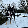 dog, snow, outdoor, yard, garden, black_and_tan, tongue_out, happy, ears_up, paw_prints, shrubs, tree, overcast_sky, wooden_border, hedge, portrait, pet, tail_up, front_legs, footprints
