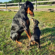 Bordeaux joined the competition — help win amazing prizes! adult_dog, animal, black_and_tan, bonding, canine, doberman, dog, fence, field, friendship, grass, nature, outdoor, pet, playful, puppy, summer, sunlight, two_dogs, young_dog