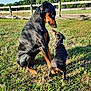 adult_dog, animal, black_and_tan, bonding, canine, doberman, dog, fence, field, friendship, grass, nature, outdoor, pet, playful, puppy, summer, sunlight, two_dogs, young_dog