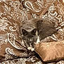 Baba Ganoush is registered to the contest to win money with this photo: animal, brown_cushions, cat, comfort, cozy, cushions, decorative, feline, fur, gray_cat, home, indoor, mammal, paisley_pattern, pet, relaxed, resting, soft_texture, stretching, white_paws