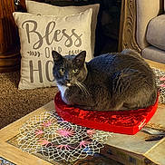 Baba Ganoush is registered to the contest to win money with this photo: cat, gray_cat, heart_shaped_box, red_box, table, doily, decorative_pillow, text_on_pillow, carpet, wooden_table, living_room, furniture, cozy, pet, indoor, relaxed, whiskers, ears, eyes, domestic_cat