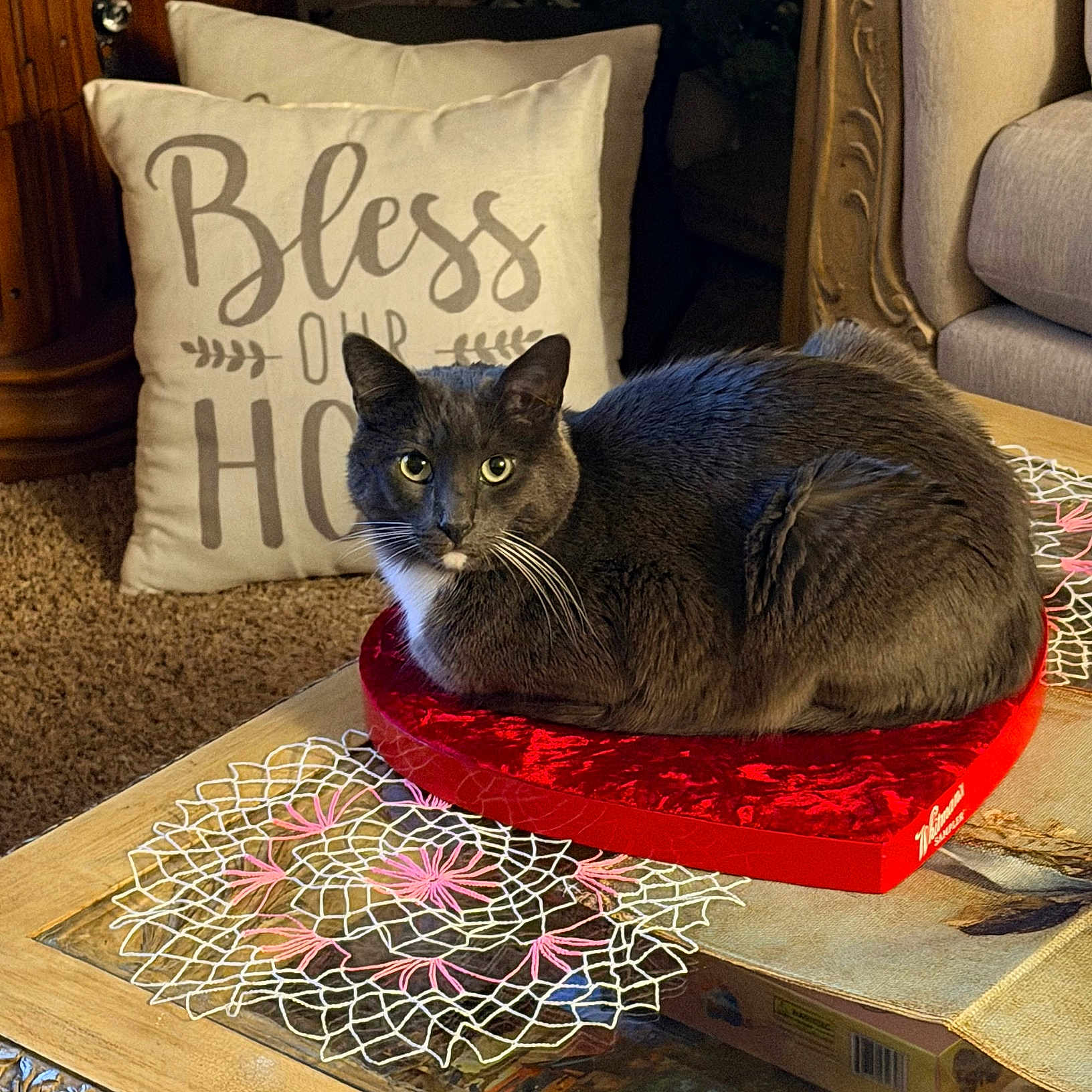 Baba Ganoush is registered to the contest to win money with this photo: carpet, cat, cozy, decorative_pillow, doily, domestic_cat, ears, eyes, furniture, gray_cat, heart_shaped_box, indoor, living_room, pet, red_box, relaxed, table, text_on_pillow, whiskers, wooden_table