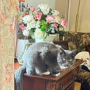 Baba Ganoush joined the competition — help win amazing prizes! animal, bouquet, cat, couch, curtains, decor, dog_pillow, ears, floral_pattern, flowers, furniture, gray_cat, indoor, pet, pink_flowers, tail, vase, whiskers, white_flowers, wooden_chest