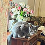 animal, bouquet, cat, couch, curtains, decor, dog_pillow, ears, floral_pattern, flowers, furniture, gray_cat, indoor, pet, pink_flowers, tail, vase, whiskers, white_flowers, wooden_chest