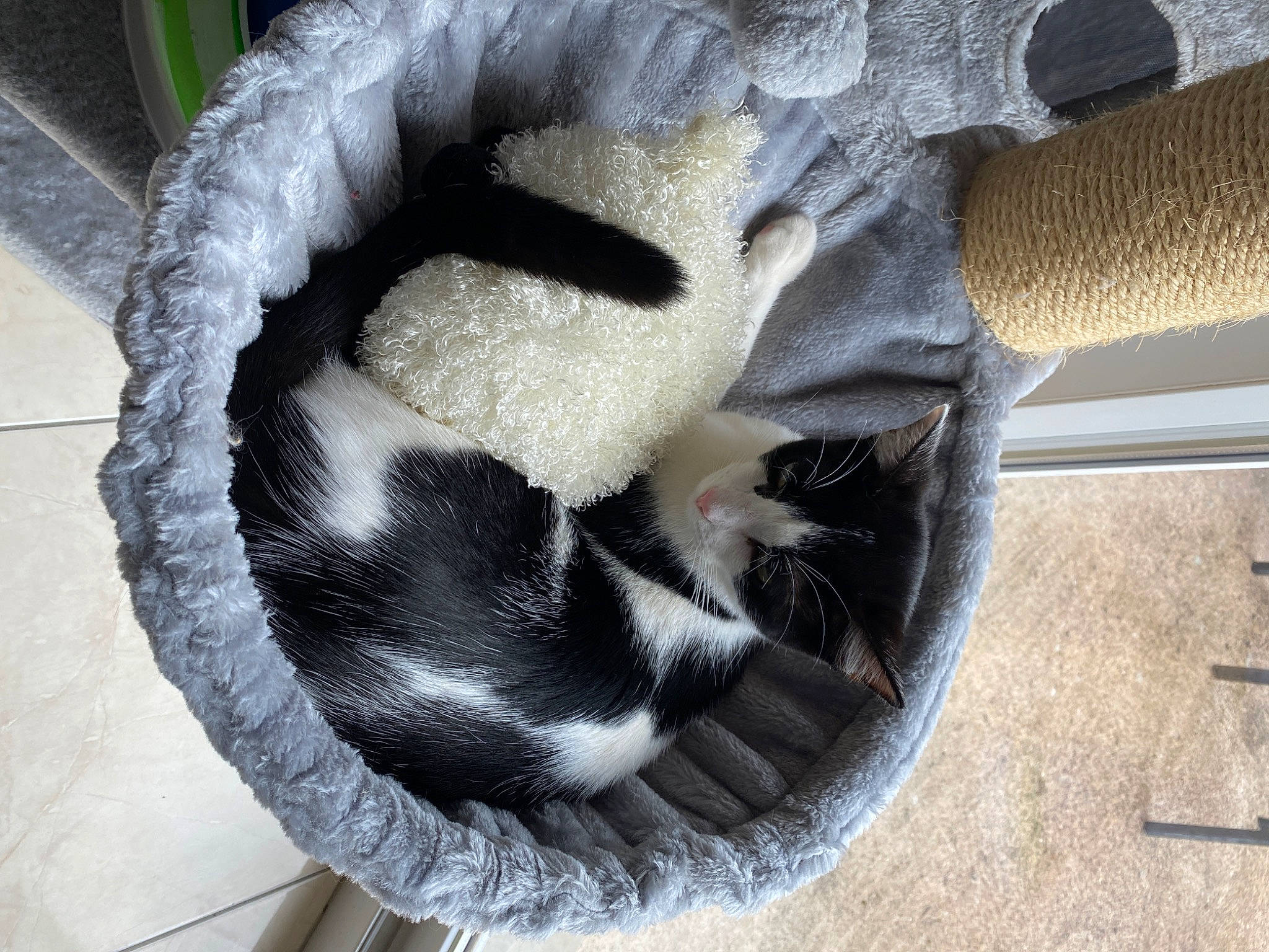 Snoopy participe au concours pour gagner de l'argent avec cette photo : art, auto_part, automotive_tire, automotive_wheel_system, bicycle_part, carnivore, cat, cat_bed, cat_supply, dog_breed, felidae, fur, glove, pet_supply, small_to_medium_sized_cats, snout, sporting_group, tail, whiskers, window