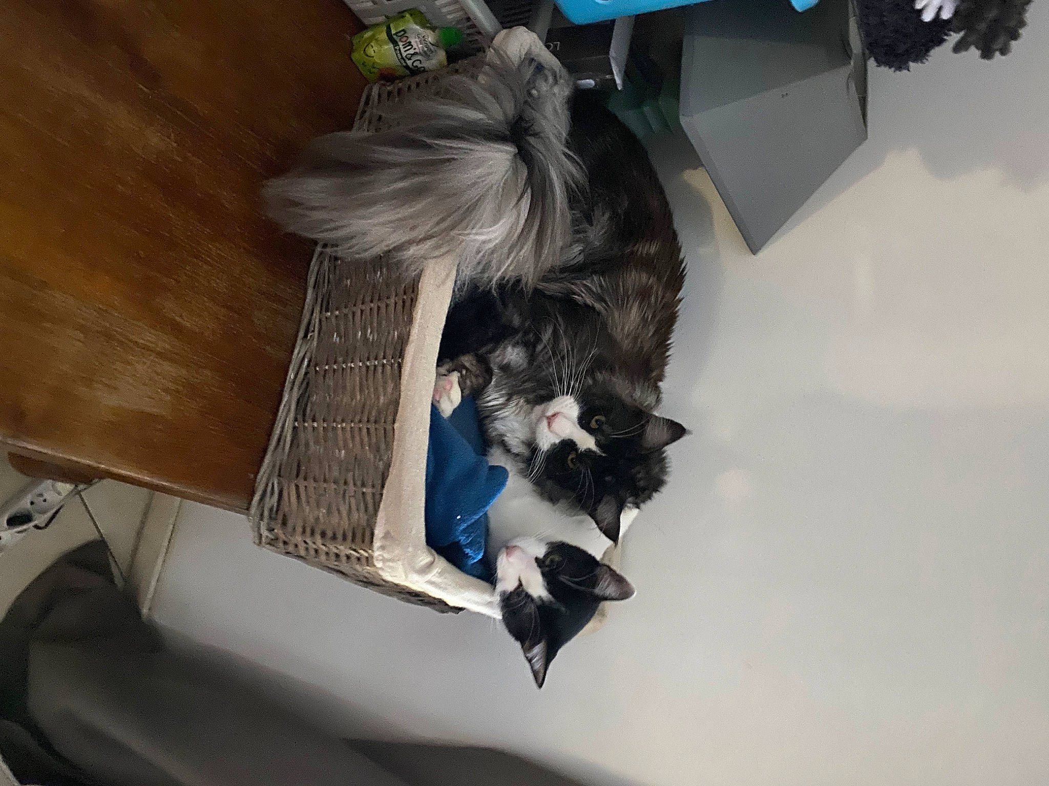 Scoubidou participe au concours pour gagner de l'argent avec cette photo : canidae, carnivore, comfort, companion_dog, dog, dog_breed, feather, felidae, flooring, fur, hardwood, room, small_to_medium_sized_cats, sporting_group, tail, tree, whiskers, wing, wood