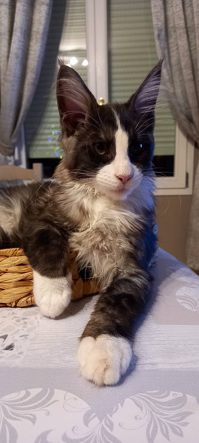 Scoubidou participe au concours pour gagner de l'argent avec cette photo : carnivore, cat, claw, comfort, curtain, domestic_short_haired_cat, eye, fawn, felidae, foot, fur, lap, paw, sitting, small_to_medium_sized_cats, snout, tail, terrestrial_animal, whiskers, window