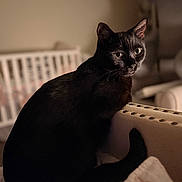 Toby joined the competition — help win amazing prizes! black_cat, cat, pet, animal, indoor, feline, fur, whiskers, ears, tail, cozy, home, soft_light, blurred_background, curious, sitting, portrait, mammal, domestic_animal, relaxed