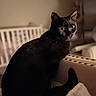 black_cat, cat, pet, animal, indoor, feline, fur, whiskers, ears, tail, cozy, home, soft_light, blurred_background, curious, sitting, portrait, mammal, domestic_animal, relaxed
