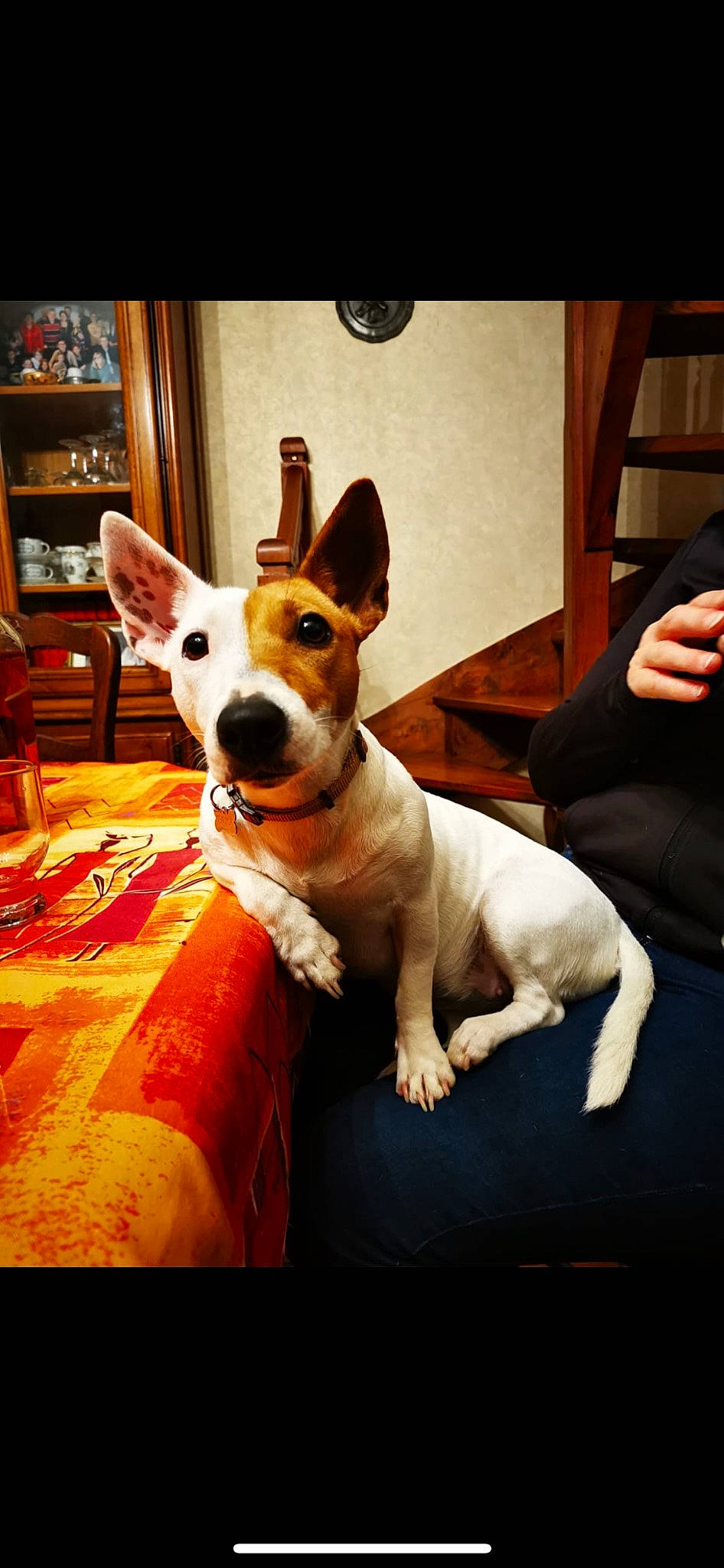 Tana participe au concours pour gagner de l'argent avec cette photo : canidae, carnivore, chair, comfort, companion_dog, dog, dog_breed, door, fawn, flooring, hound, picture_frame, shelf, small_terrier, sporting_group, terrier, toy_dog, whiskers, wood, working_animal