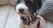 Cardi Dior joined the competition — help win amazing prizes! dog, puppy, pet, fluffy, tricolor, black_white_brown, bow_tie, leopard_print, dressed_up, sitting, couch, sofa, cushion, indoor, home, portrait, close_up, companion_animal, adorable, fashionable