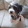 dog, puppy, pet, fluffy, tricolor, black_white_brown, bow_tie, leopard_print, dressed_up, sitting, couch, sofa, cushion, indoor, home, portrait, close_up, companion_animal, adorable, fashionable
