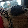 Cardi Dior joined the competition — help win amazing prizes! dog, small_dog, sleeping, resting, fluffy, black_and_white, fur, couch, sofa, blanket, leopard_print, indoors, home, window, daylight, cozy, nap, pet, relaxed, portrait