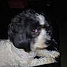 Cardi Dior is registered to the contest to win money with this photo: puppy, dog, black_and_white, fluffy, long_hair, pet, animal, portrait, close_up, sitting, resting, curious, face, eyes, nose, paws, fur, chair, indoor, dark_background