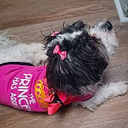 Cardi Dior is registered to the contest to win money with this photo: dog, small_dog, black_and_white, fluffy, long_hair, pink_outfit, pink_bows, dressed_pet, fashionable, cute, pet, animal, indoor, wooden_floor, white_rug, sitting, looking_up, portrait, grooming, toy_breed