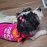 dog, small_dog, black_and_white, fluffy, long_hair, pink_outfit, pink_bows, dressed_pet, fashionable, cute, pet, animal, indoor, wooden_floor, white_rug, sitting, looking_up, portrait, grooming, toy_breed