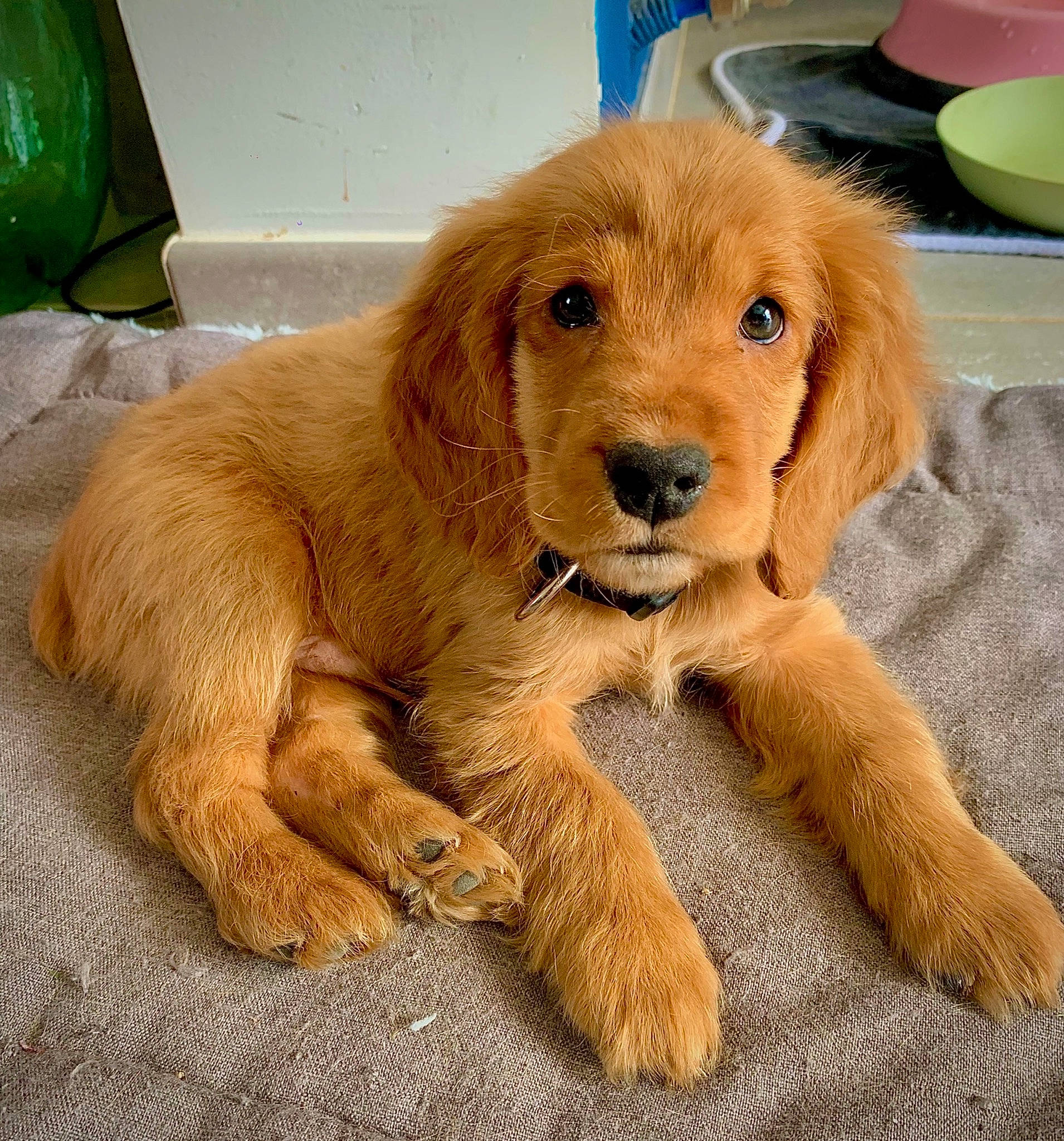 Koda participe au concours pour gagner de l'argent avec cette photo : balloon, canidae, carnivore, companion_dog, dog, dog_breed, fawn, fur, golden_retriever, liver, paw, puppy, snout, sporting_group, tail, terrestrial_animal, working_animal