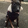 dog, puppy, leash, jacket, black_jacket, asphalt, street, curb, urban, animal, pet, cute, tongue_out, sitting, outdoor, fur, collar, small_dog, black_dog, playful