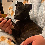 Amnesia participe au concours pour gagner de l'argent avec cette photo : puppy, dog, pet, person, hand, blanket, robe, indoor, cozy, fur, cute, animal, holding, comfort, young_dog, black_dog, resting, warm, soft_texture, curious