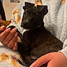 puppy, dog, pet, person, hand, blanket, robe, indoor, cozy, fur, cute, animal, holding, comfort, young_dog, black_dog, resting, warm, soft_texture, curious