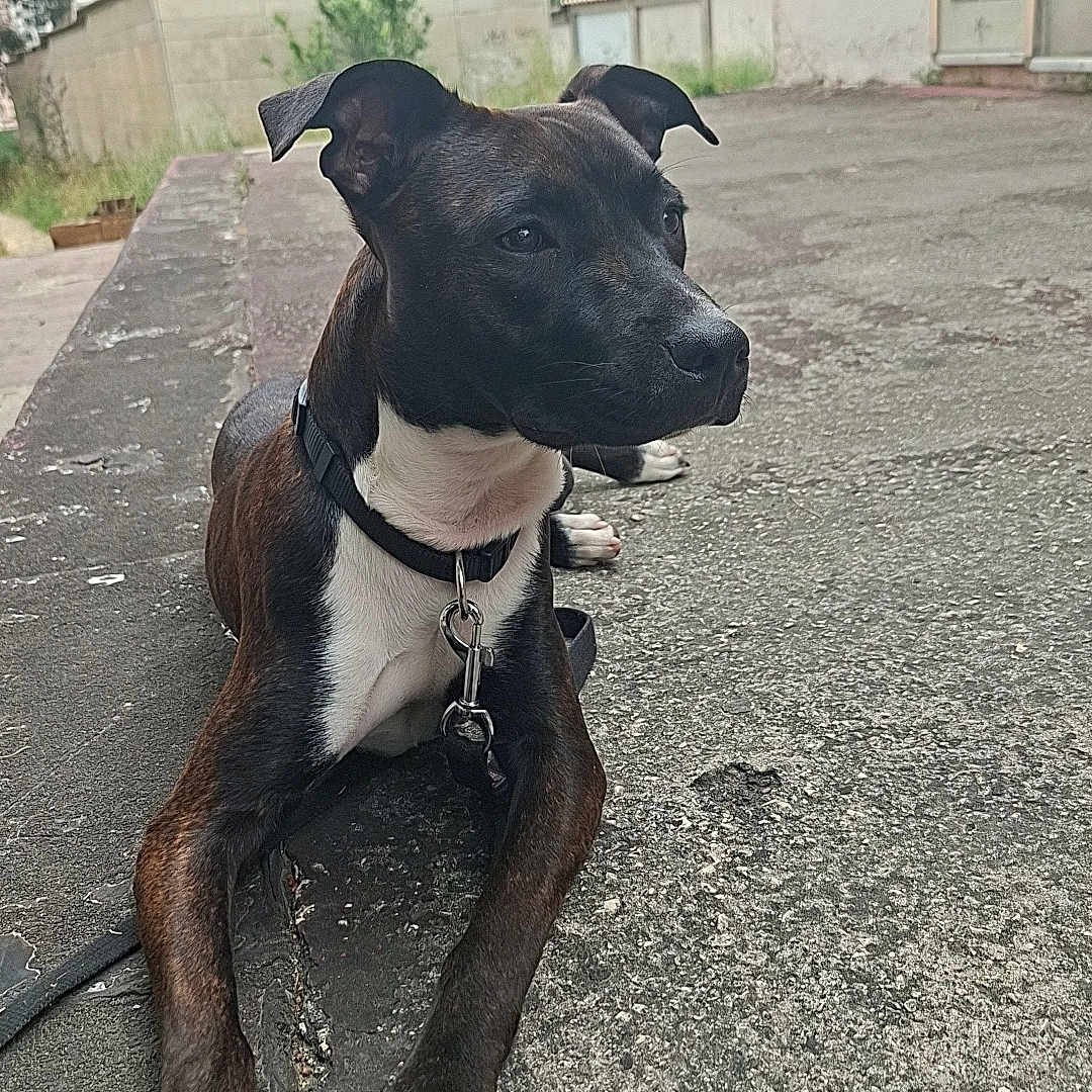 Amnesia a rejoint le concours — aidez-le/la à gagner de superbes lots ! dog, canine, pet, outdoor, urban, sidewalk, concrete, black_coat, white_paws, collar, leash, curb, trees, building, calm, alert, sitting, daytime, nature, quiet