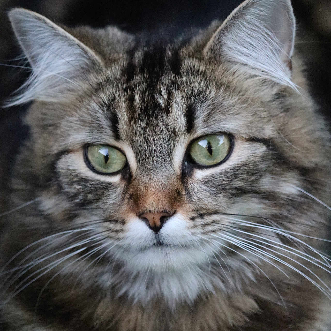 Zouave a rejoint le concours — aidez-le/la à gagner de superbes lots ! animal, cat, close_up, cute, domestic_cat, ears, face, feline, fluffy, fur, green_eyes, indoor, looking, mammal, nature, pet, portrait, soft_light, tabby, whiskers