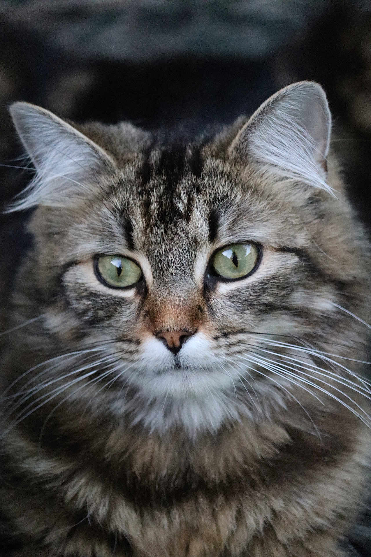 Zouave a rejoint le concours — aidez-le/la à gagner de superbes lots ! cat, tabby, close_up, portrait, green_eyes, whiskers, fluffy, feline, animal, pet, cute, mammal, face, ears, fur, looking, indoor, soft_light, nature, domestic_cat