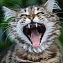 Zouave a rejoint le concours — aidez-le/la à gagner de superbes lots ! cat, tabby, yawning, mouth_open, teeth, tongue, fur, whiskers, animal, pet, closeup, outdoor, nature, feline, cute, mammal, expression, wildlife, portrait, green_background