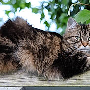 Zouave a rejoint le concours — aidez-le/la à gagner de superbes lots ! cat, tabby, fluffy, animal, pet, outdoor, wooden_fence, green_eyes, fur, whiskers, tree, leaves, nature, relaxed, closeup, portrait, mammal, wildlife, resting, daylight