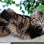 cat, tabby, fluffy, animal, pet, outdoor, wooden_fence, green_eyes, fur, whiskers, tree, leaves, nature, relaxed, closeup, portrait, mammal, wildlife, resting, daylight
