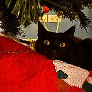 Cajoline a rejoint le concours — aidez-le/la à gagner de superbes lots ! cat, black_cat, christmas_tree, tree_skirt, holiday, festive, indoor, decorations, red, green, yellow_eyes, close_up, pet, cute, cozy, christmas, animal, resting, curious, feline