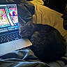 cat, tabby_cat, laptop, keyboard, screen, game, bed, blanket, indoor, dim_lighting, resting, cozy, computer, technology, pet, animal, feline, sleepy, comfort, relaxation