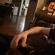 Flurken is registered to the contest to win money with this photo: cat, tabby_cat, person, arm, hand, indoor, living_room, kitchen, furniture, table, skull, guitar, dark, cozy, petting, animal, wood_floor, decor, home, shadow