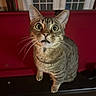 cat, tabby, whiskers, indoor, curious, wide_eyes, pet, animal, fur, sitting, black_surface, red_background, window, door, domestic_cat, feline, closeup, portrait, looking_up, house