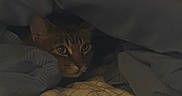 Flurken joined the competition — help win amazing prizes! animal, bed, blanket, cat, comfort, cozy, curious, cute, domestic, eyes, face, fur, hiding, indoor, pet, quilt, resting, sleepy, soft, tabby