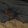 cat, tabby, blanket, bed, quilt, indoor, cozy, animal, pet, fur, resting, curious, face, eyes, comfort, soft, hiding, cute, sleepy, domestic