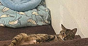 Flurken is registered to the contest to win money with this photo: cat, tabby_cat, pet_bed, blanket, bird_pattern, brown_blanket, corner, floor_tile, indoor, relaxed, sleepy, animal, feline, resting, cozy, domestic, fur, whiskers, ears, paw