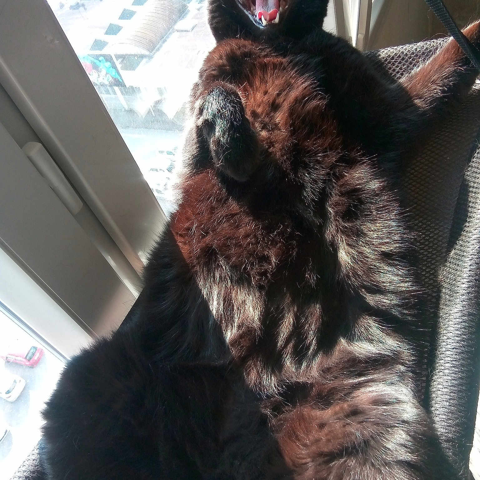 Reglisse