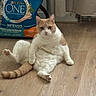 cat, feline, orange_and_white, sitting, floor, indoor, wood_floor, pet, animal, portrait, front_facing, serious_expression, upright, spread_legs, tail, paws, ears, whiskers, cat_food, curtains