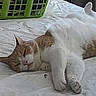 Gaia participe au concours pour gagner de l'argent avec cette photo : cat, orange_and_white, sleeping, lying_down, relaxed, bed, bedroom, indoors, pet, feline, fur, paws, belly_up, whiskers, closed_eyes, nap, laundry_basket, blanket, cozy, photography